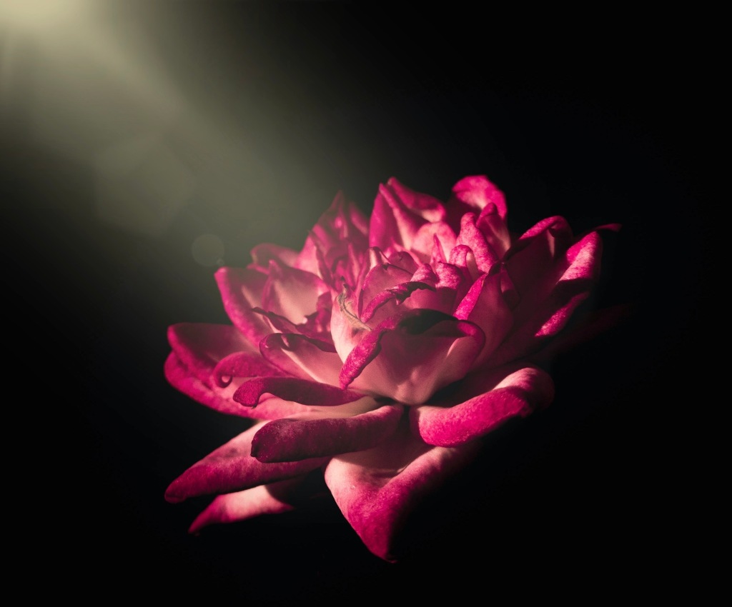 Midnight Blossom (Inner Vision)